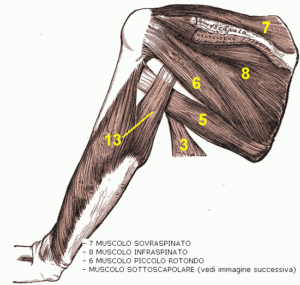 deltoidi cuffia rotatori anatomia body building panca piana aumento prestazione